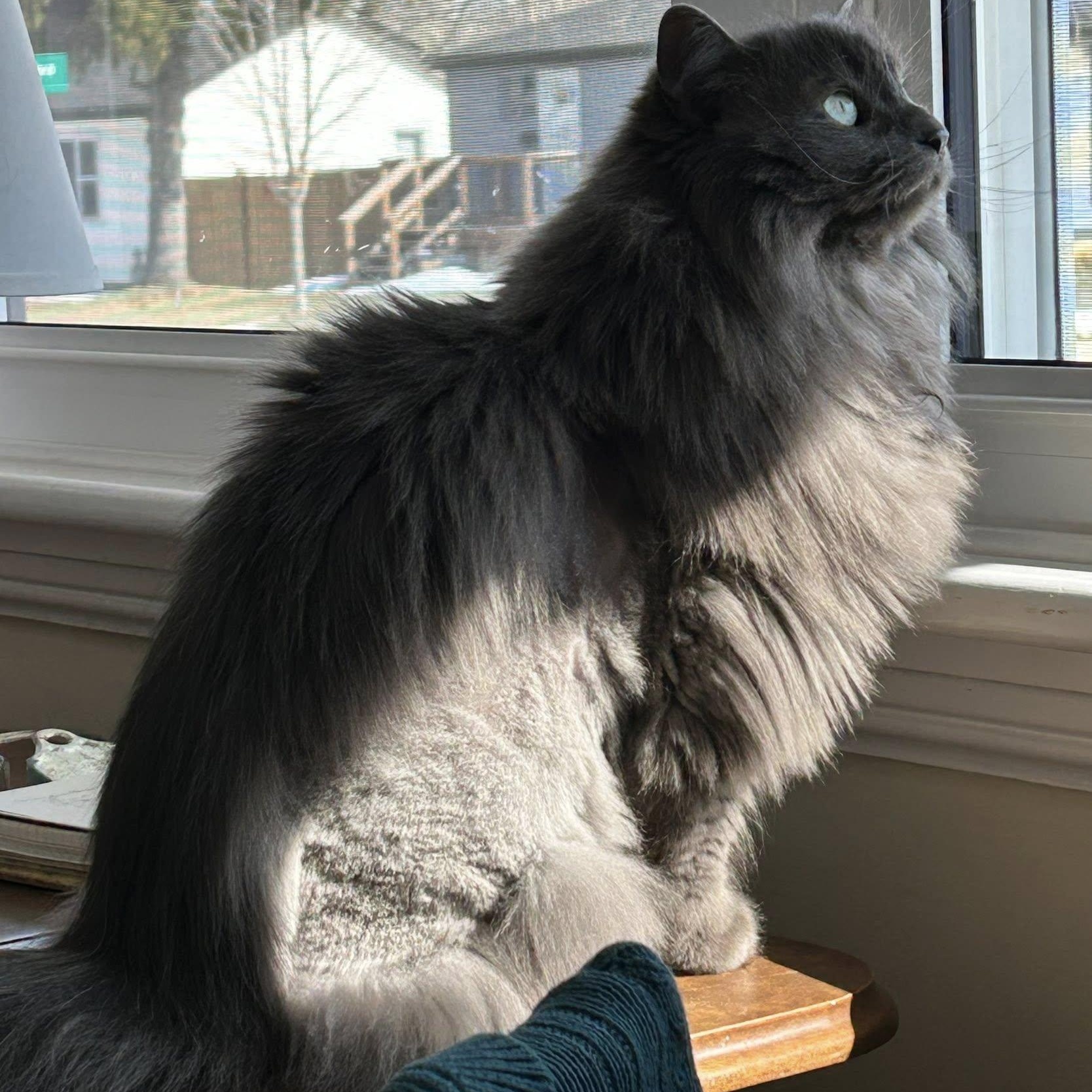 Enlarge Olive - Beautiful & Loyal!, a ADOPTABLE Domestic Long Hair in Hamilton, ON image 2/2