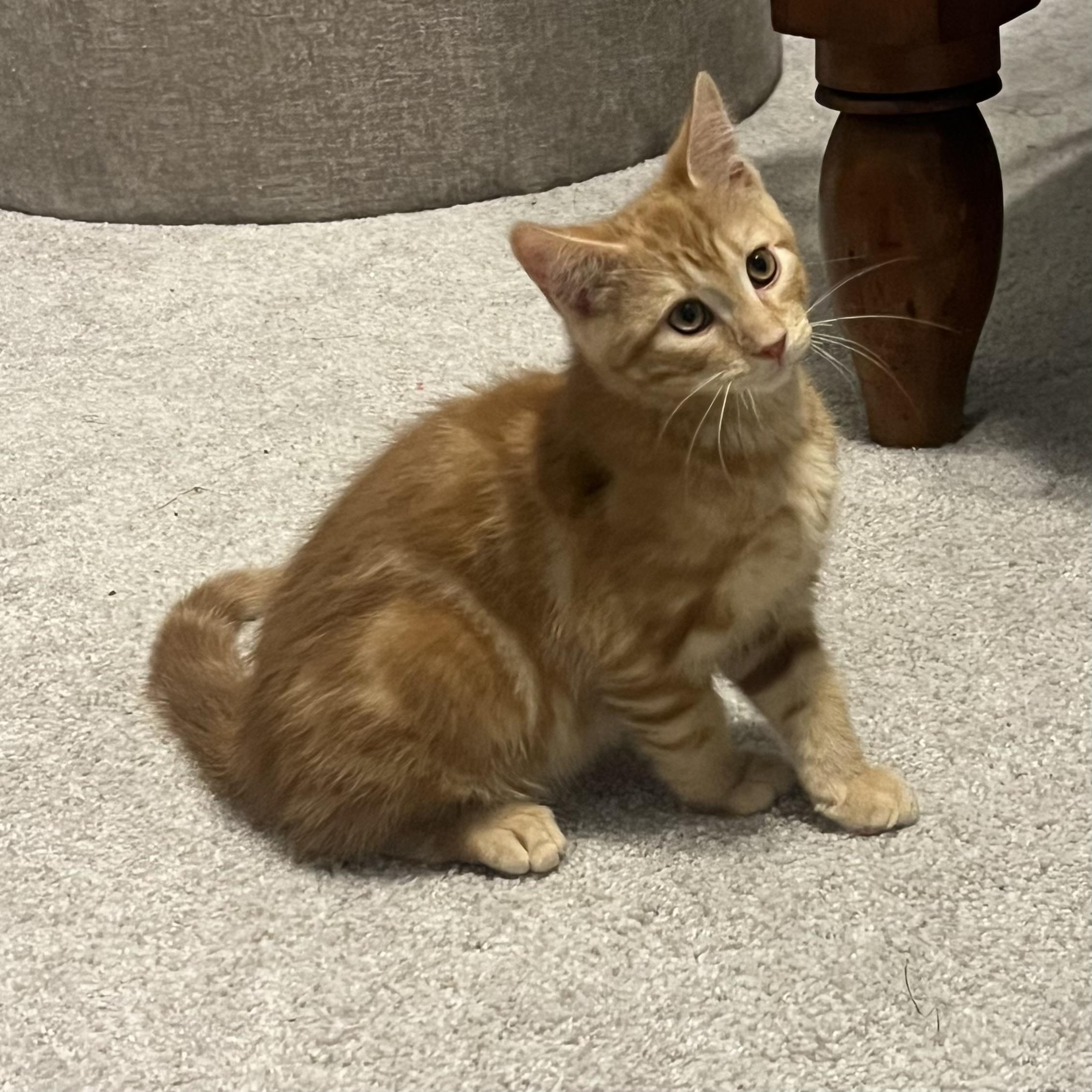 Enlarge Sundance, a ADOPTABLE Domestic Short Hair in Bentonville, AR image 1/1