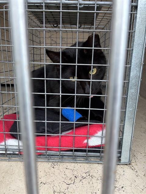 JAY MANUEL, Adoptable, Young Male Domestic Short Hair.