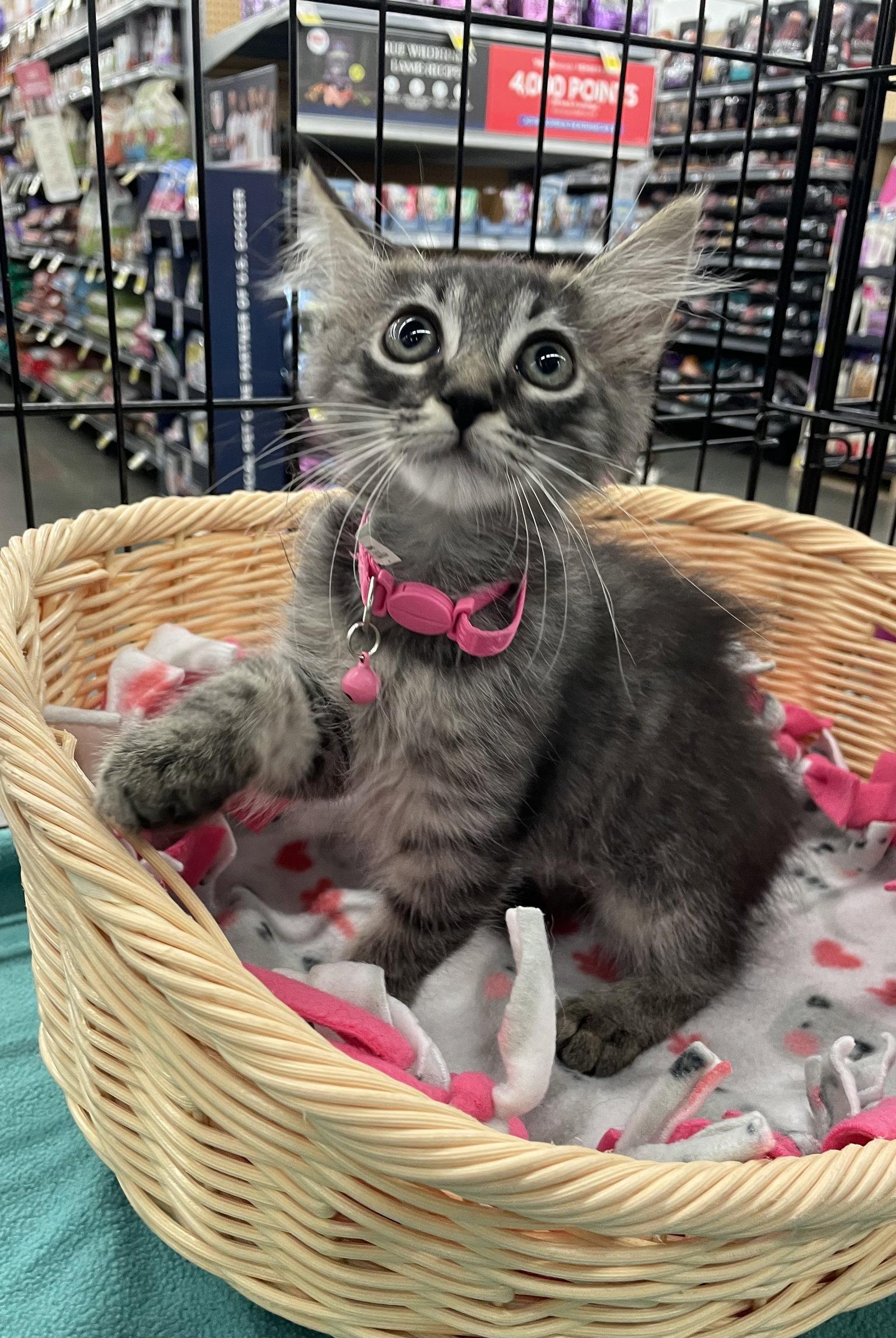 Roxy, Adopted, Kitten Female Domestic Medium Hair.