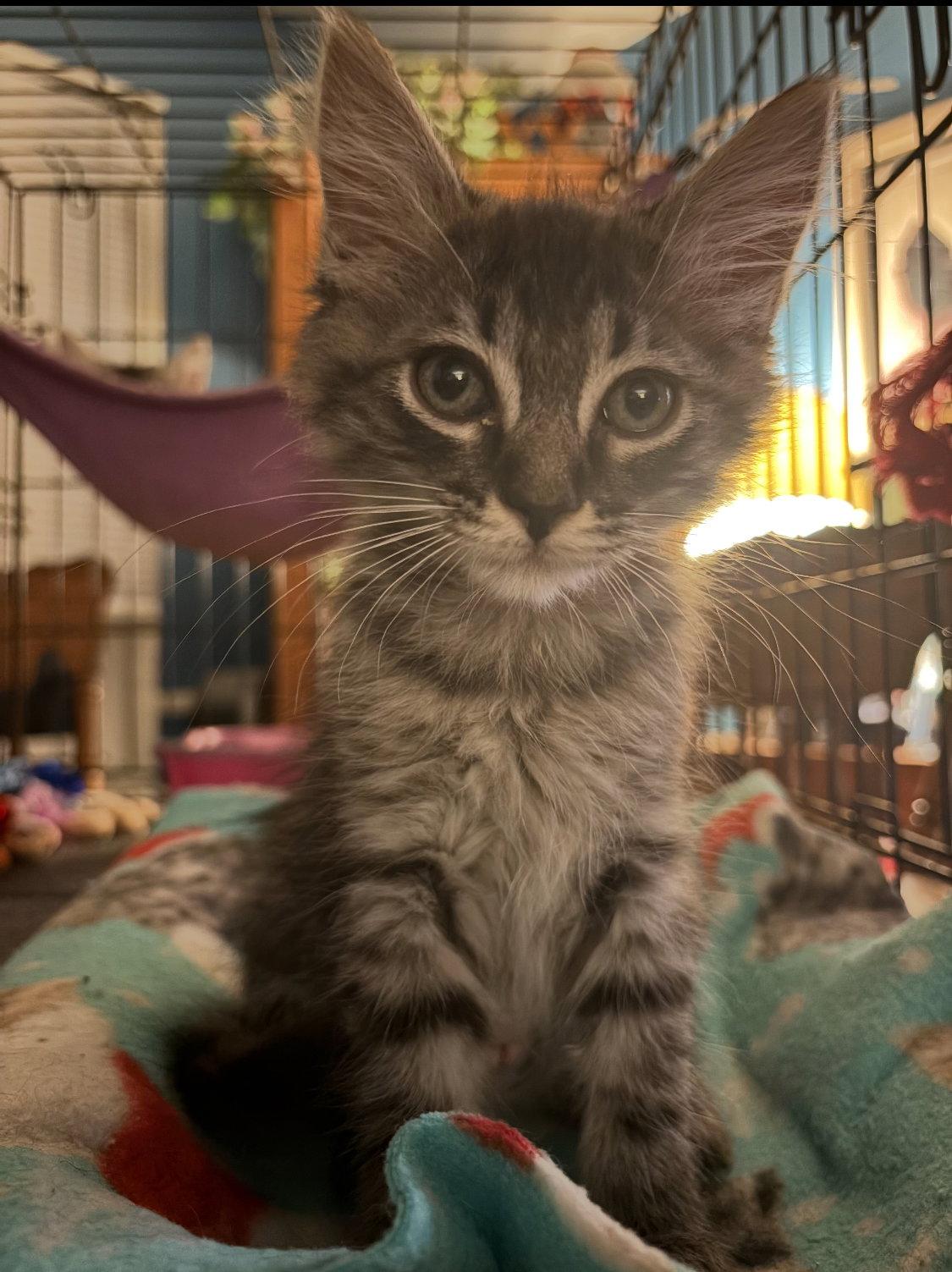 Roxy, a Adopted Domestic Medium Hair in Los Alamitos, CA image 2/3