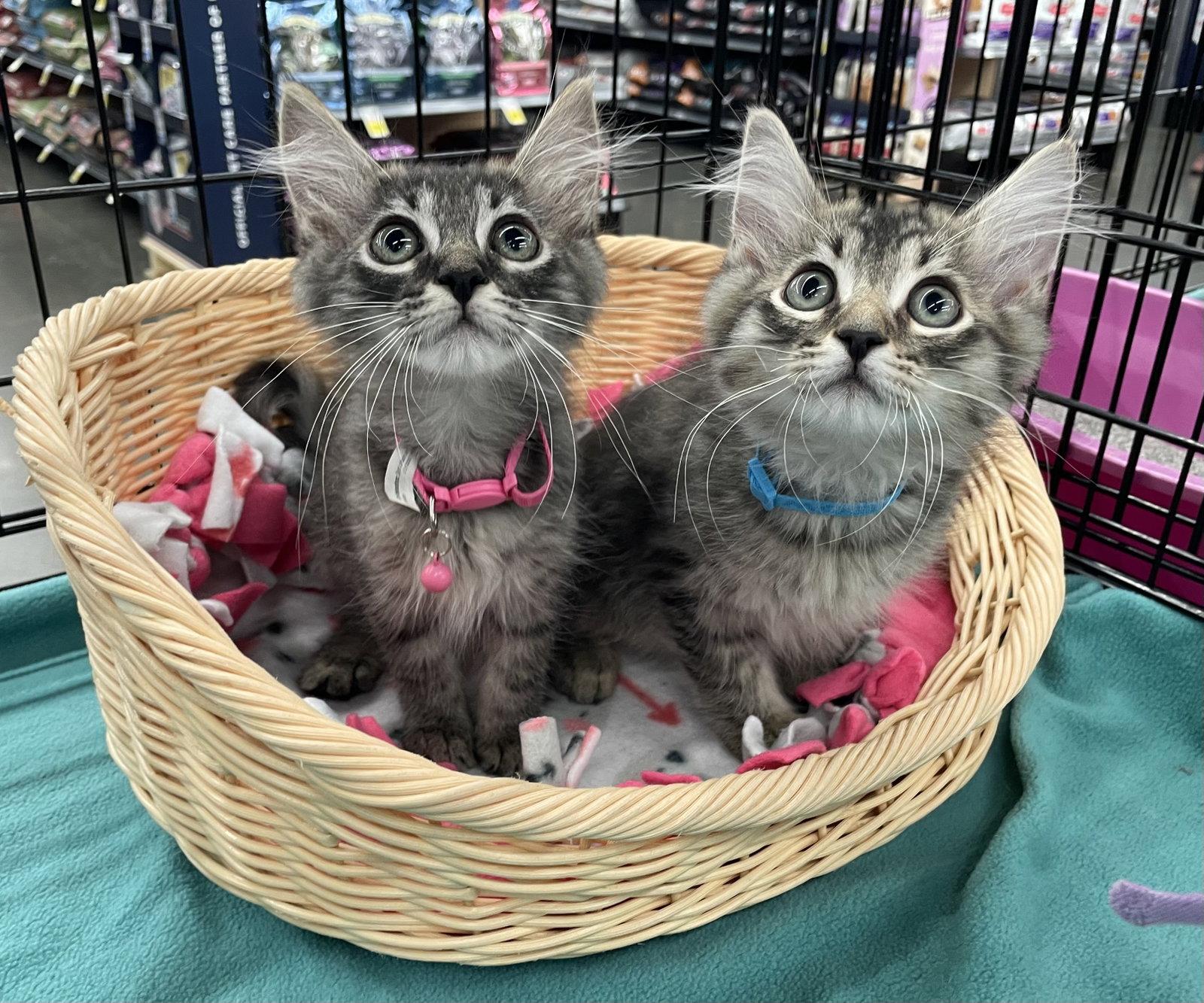 Roxy, a Adopted Domestic Medium Hair in Los Alamitos, CA image 3/3