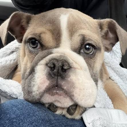 Enlarge Heffy, a Adoptable English Bulldog in Huber Heights, OH image 1/6