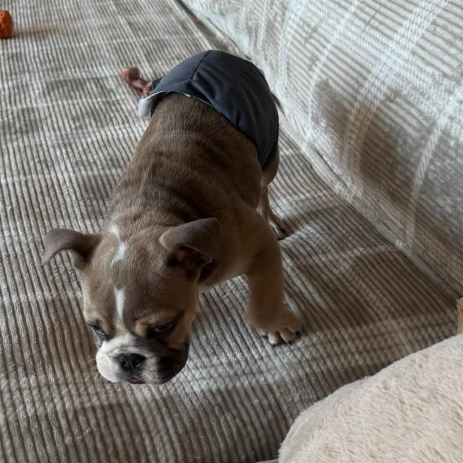 Enlarge Heffy, a Adoptable English Bulldog in Huber Heights, OH image 2/6