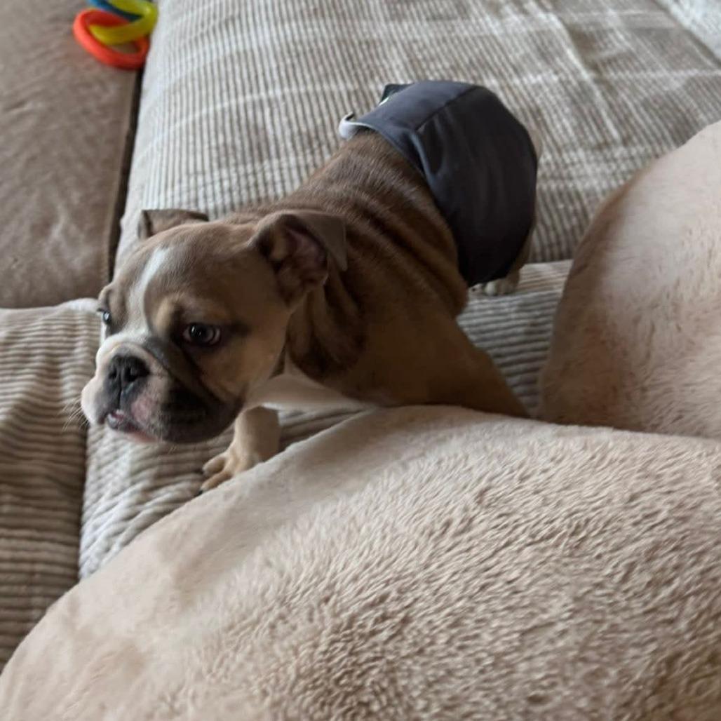 Enlarge Heffy, a Adoptable English Bulldog in Huber Heights, OH image 3/6