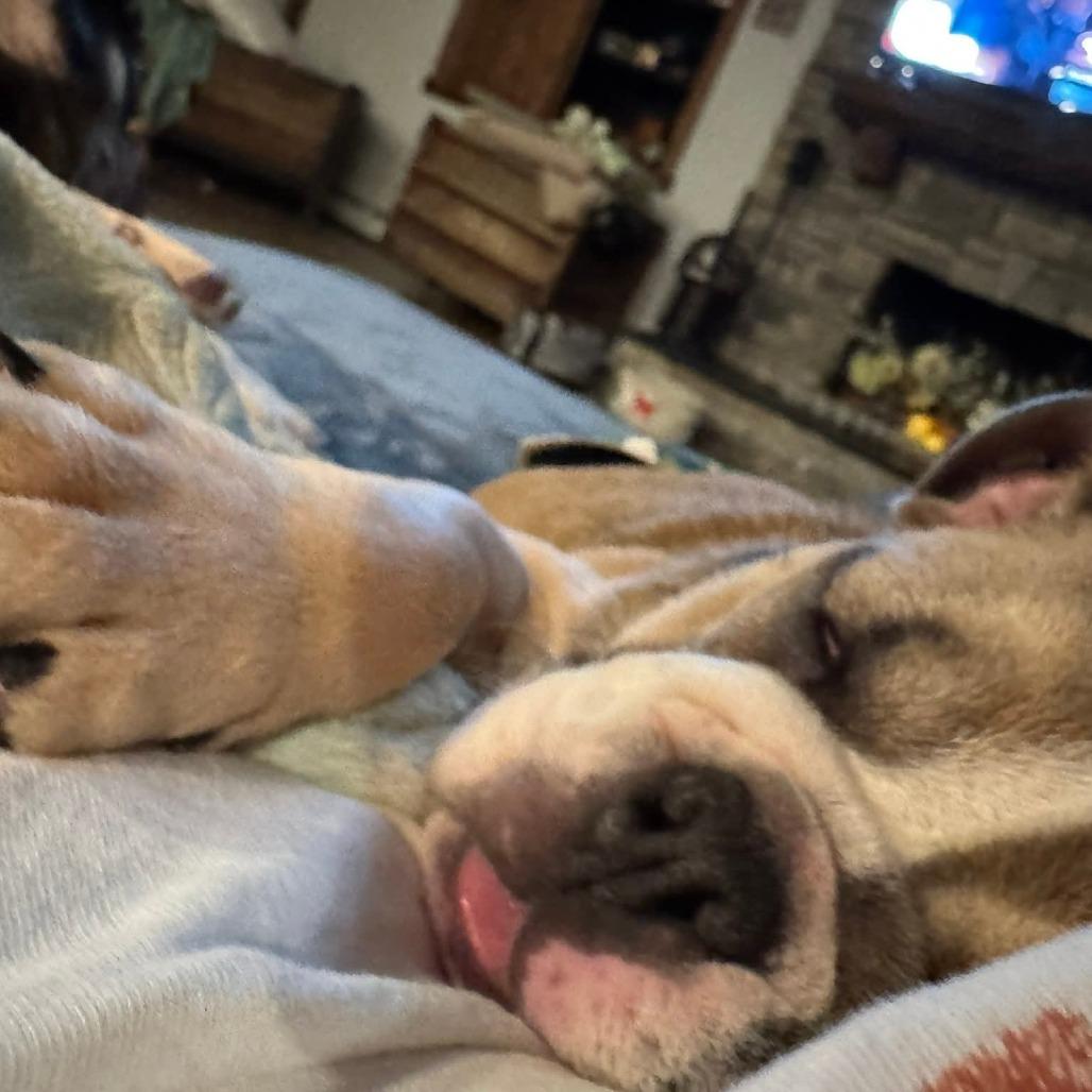 Enlarge Heffy, a Adoptable English Bulldog in Huber Heights, OH image 4/6