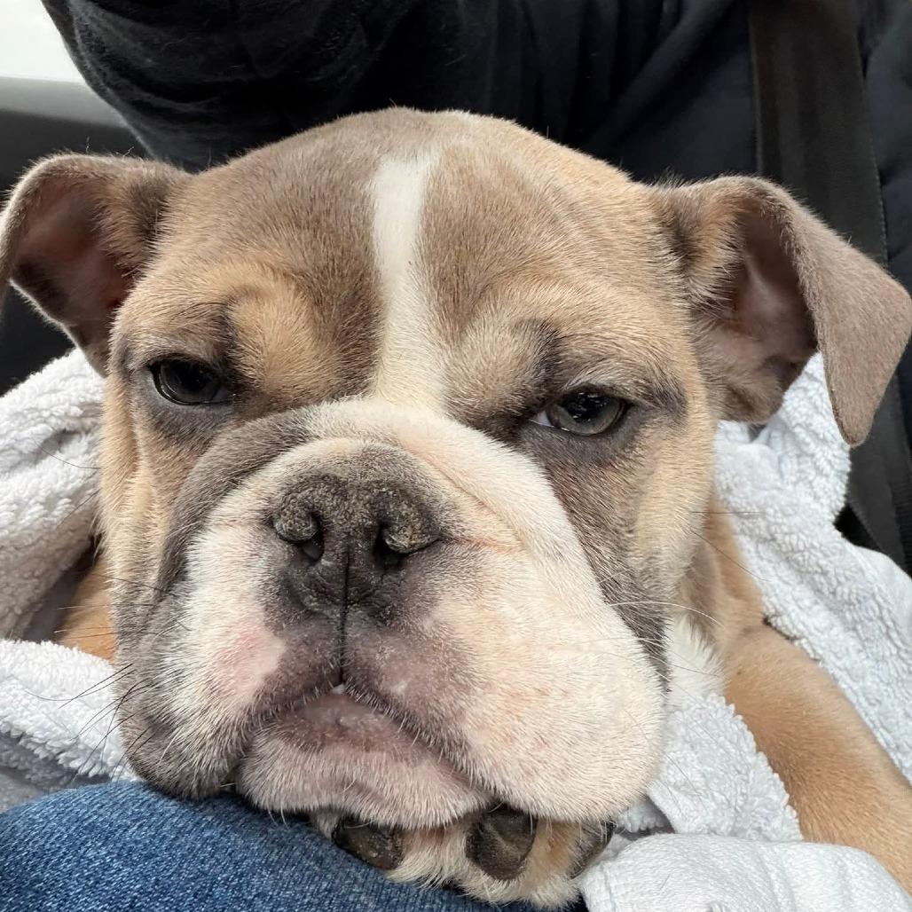 Enlarge Heffy, a Adoptable English Bulldog in Huber Heights, OH image 5/6