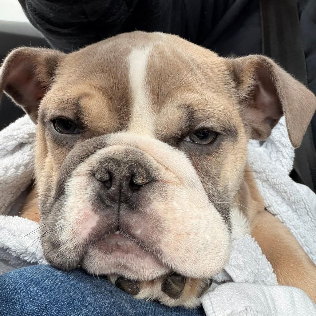 Enlarge Heffy, a Adoptable English Bulldog in Huber Heights, OH image 6/6
