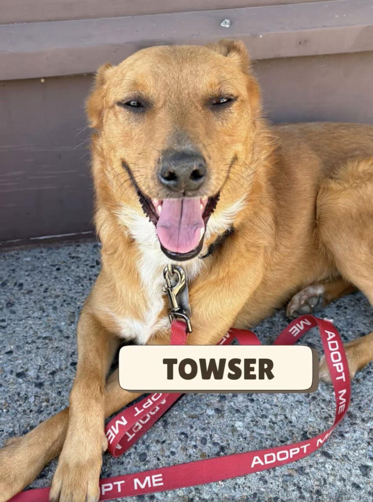 Enlarge Towser, a Adoptable mixed breed in Capistrano Beach, CA image 1/2