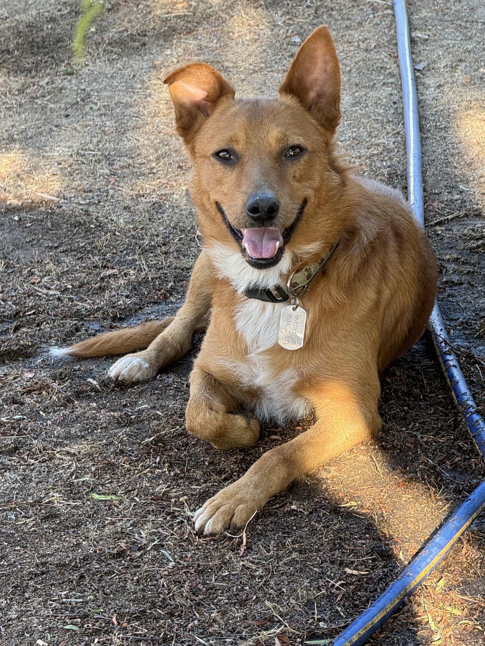 Enlarge Towser, a Adoptable mixed breed in Capistrano Beach, CA image 2/2