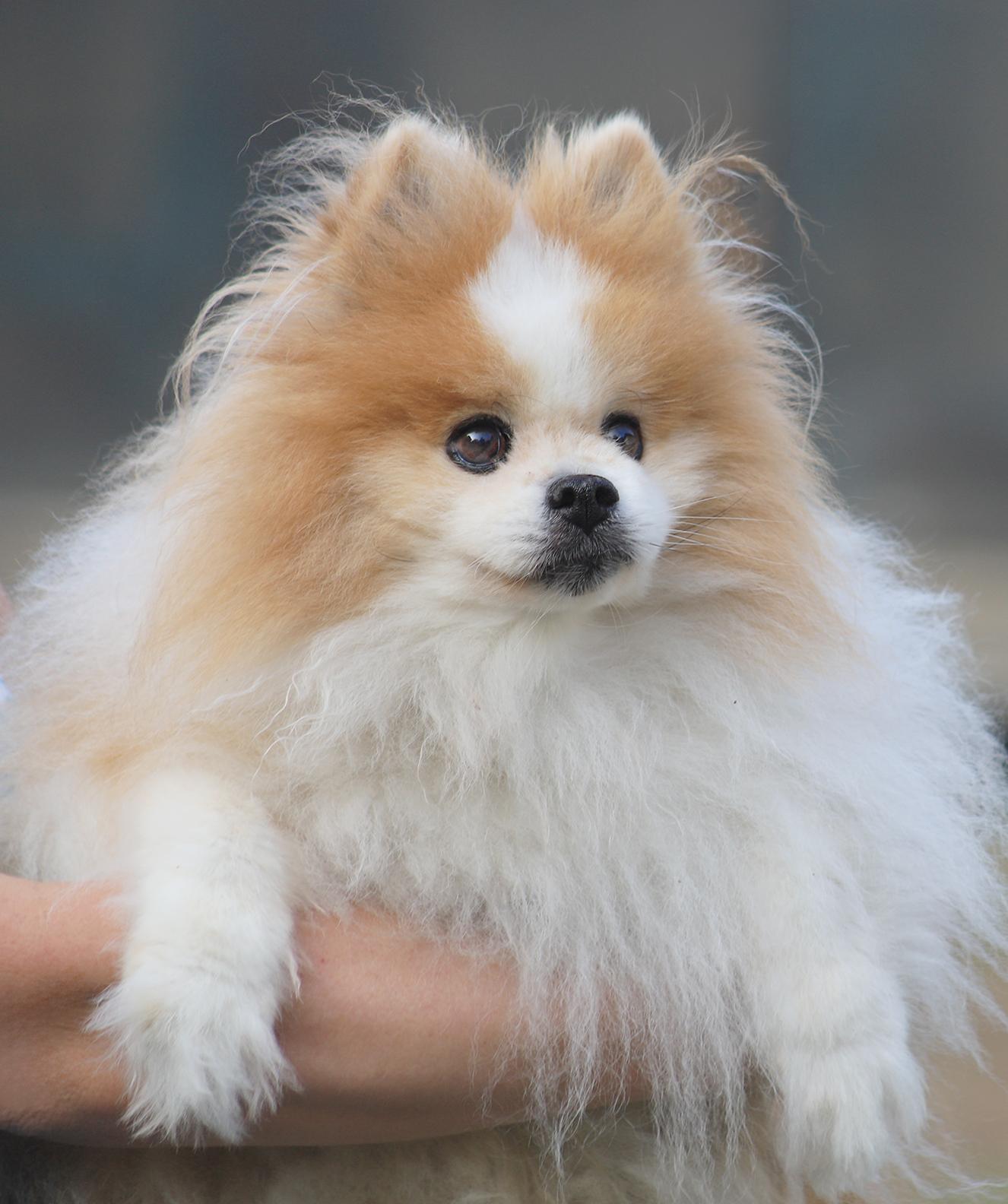 Enlarge Mikey, an adopted mixed breed in North Fort Myers, FL image 1/1