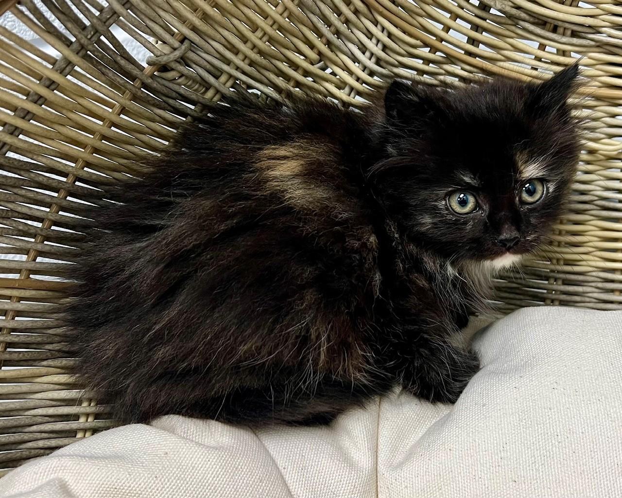 Cookie - AVAILABLE SOON, ADOPTABLE, Kitten Female Domestic Long Hair.