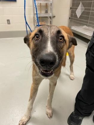 Enlarge Toad, a Adoptable mixed breed in Irving, TX image 1/1