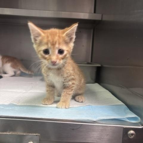 Heavy Machinery, adopted, Young Male Domestic Short Hair.