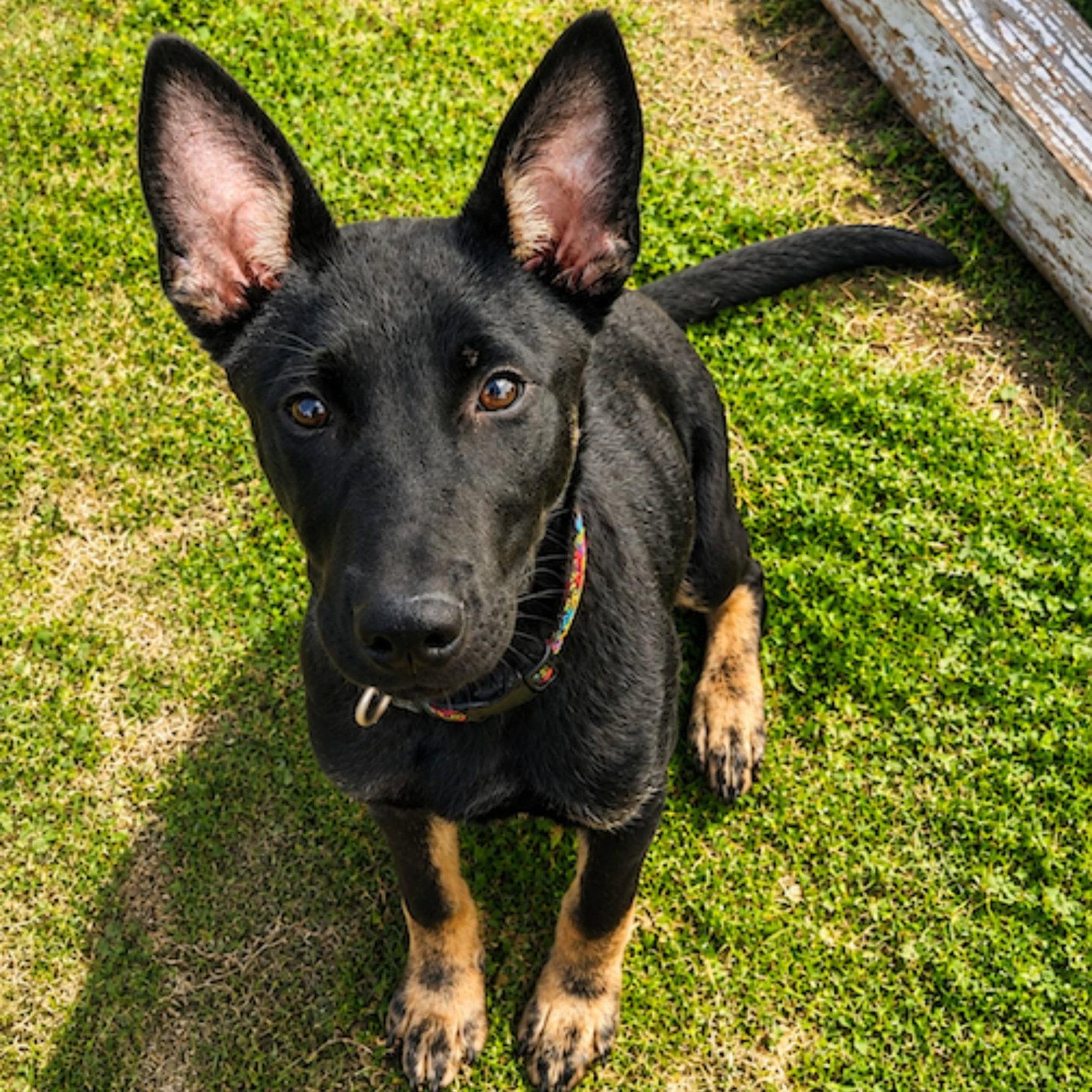 Gracie, Adoptable, Puppy Female German Shepherd Dog & Belgian Shepherd / Malinois.