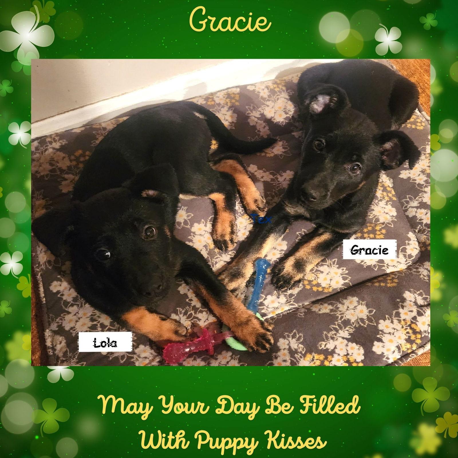 Enlarge Gracie, a Adoptable mixed breed in Baltimore, MD image 1/3