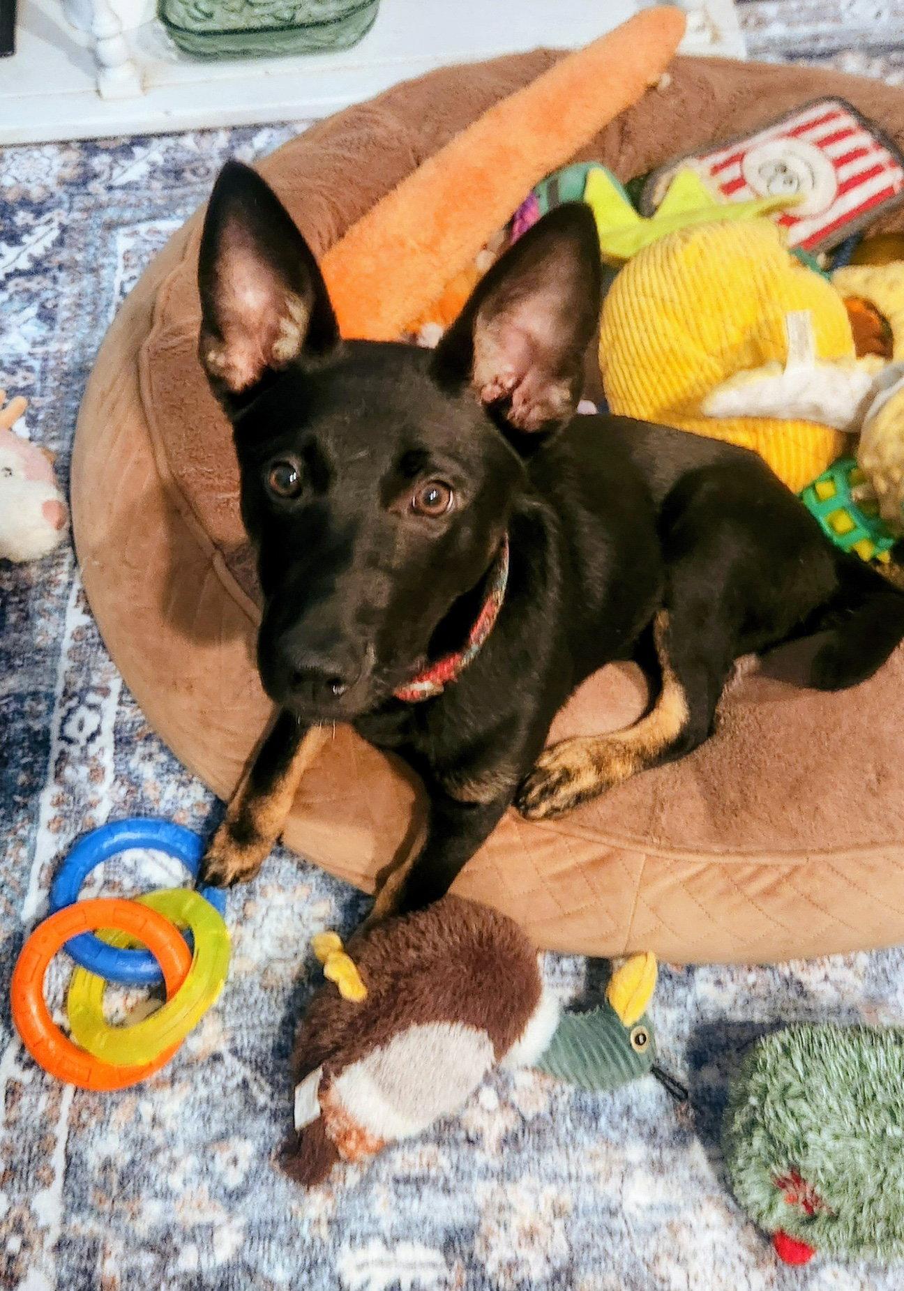 Gracie, Adoptable, Puppy Female German Shepherd Dog & Belgian Shepherd / Malinois.
