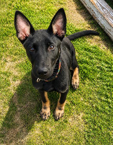 Gracie, a Adoptable mixed breed in Baltimore, MD image 1/3
