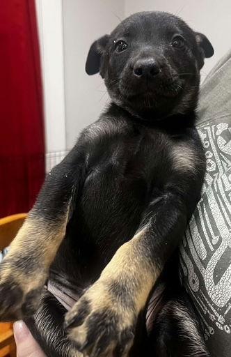 Enlarge Gracie, a Adoptable mixed breed in Baltimore, MD image 2/3