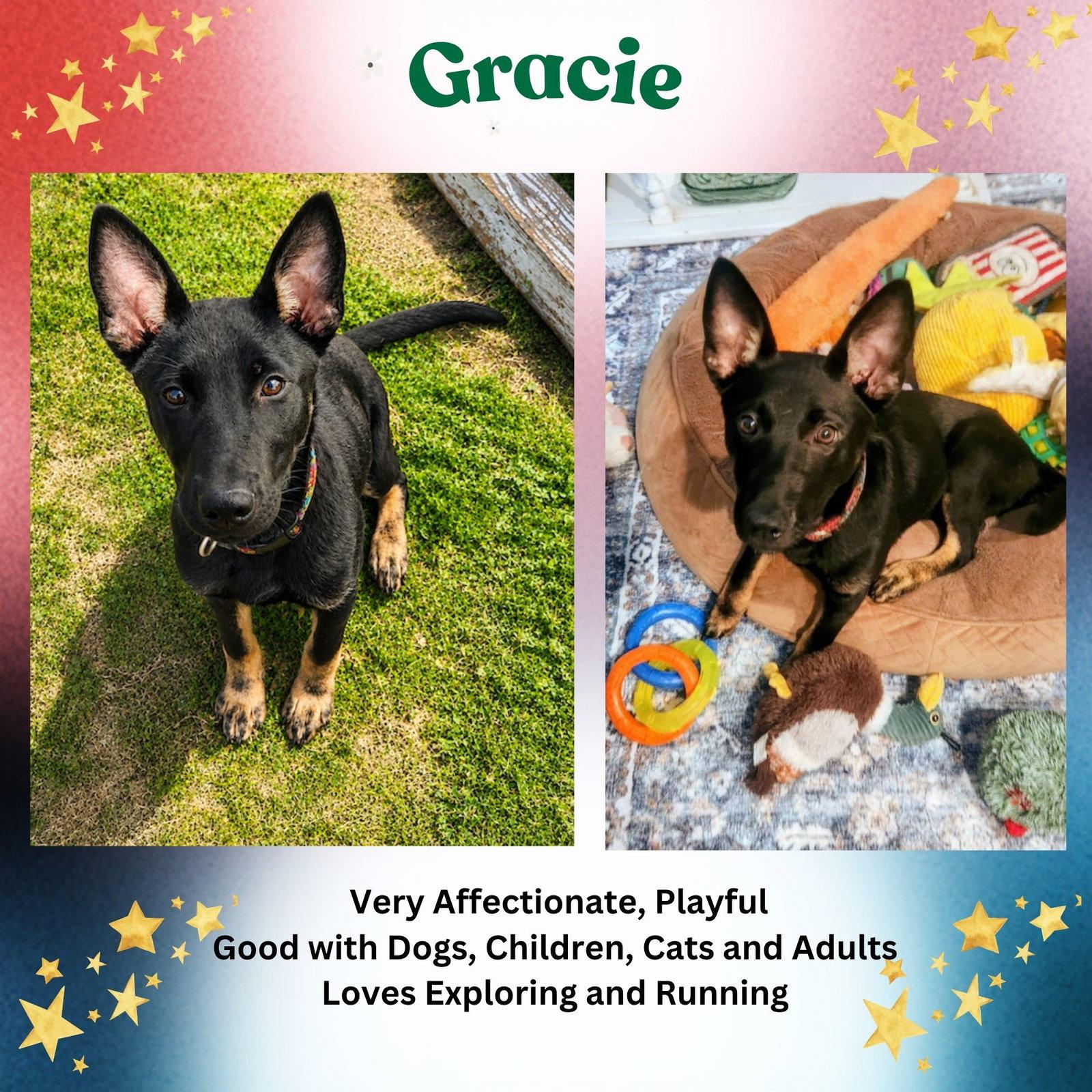 Gracie, a Adoptable mixed breed in Baltimore, MD image 2/3