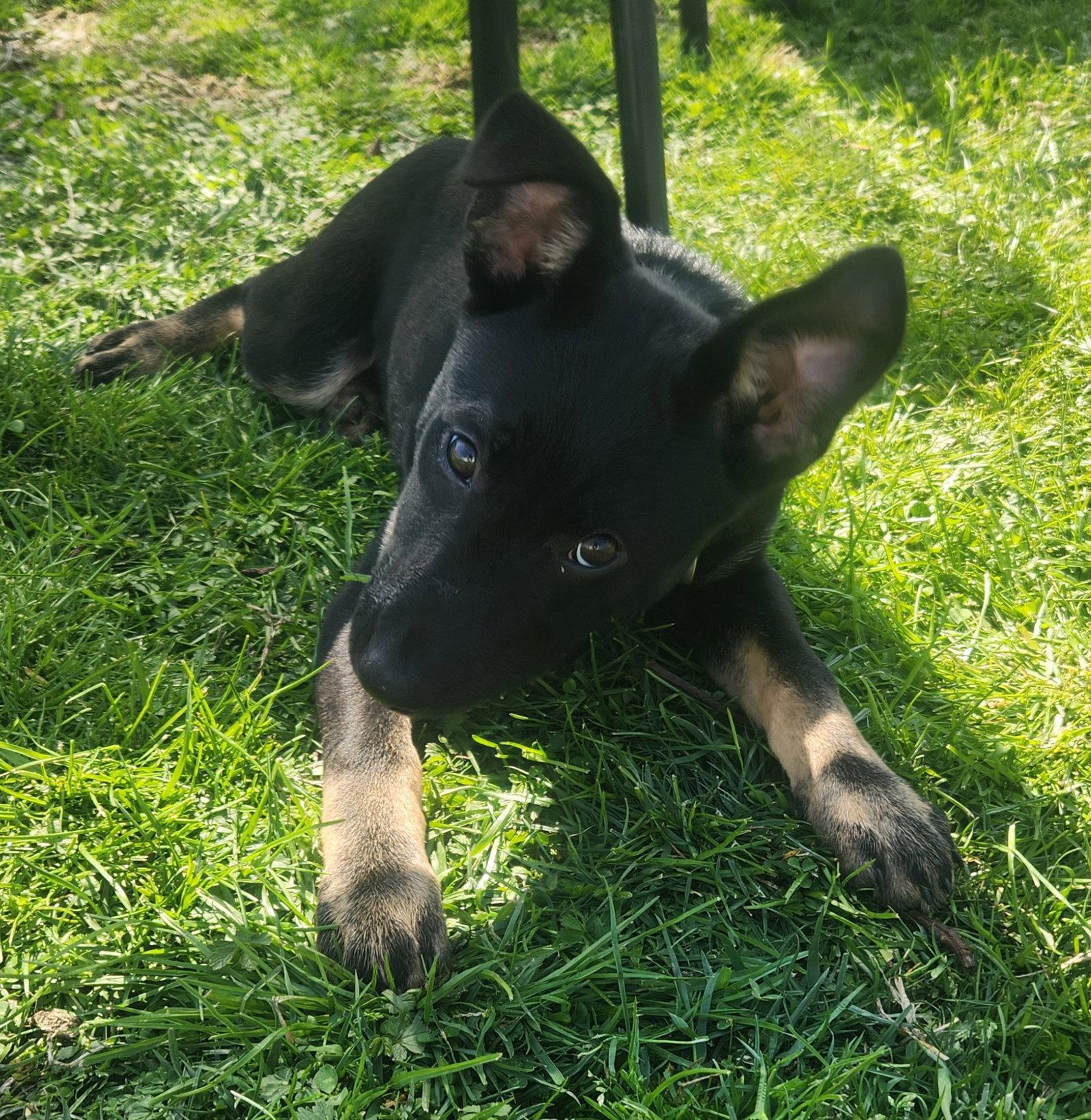 Gracie, Adoptable, Puppy Female German Shepherd Dog & Belgian Shepherd / Malinois.