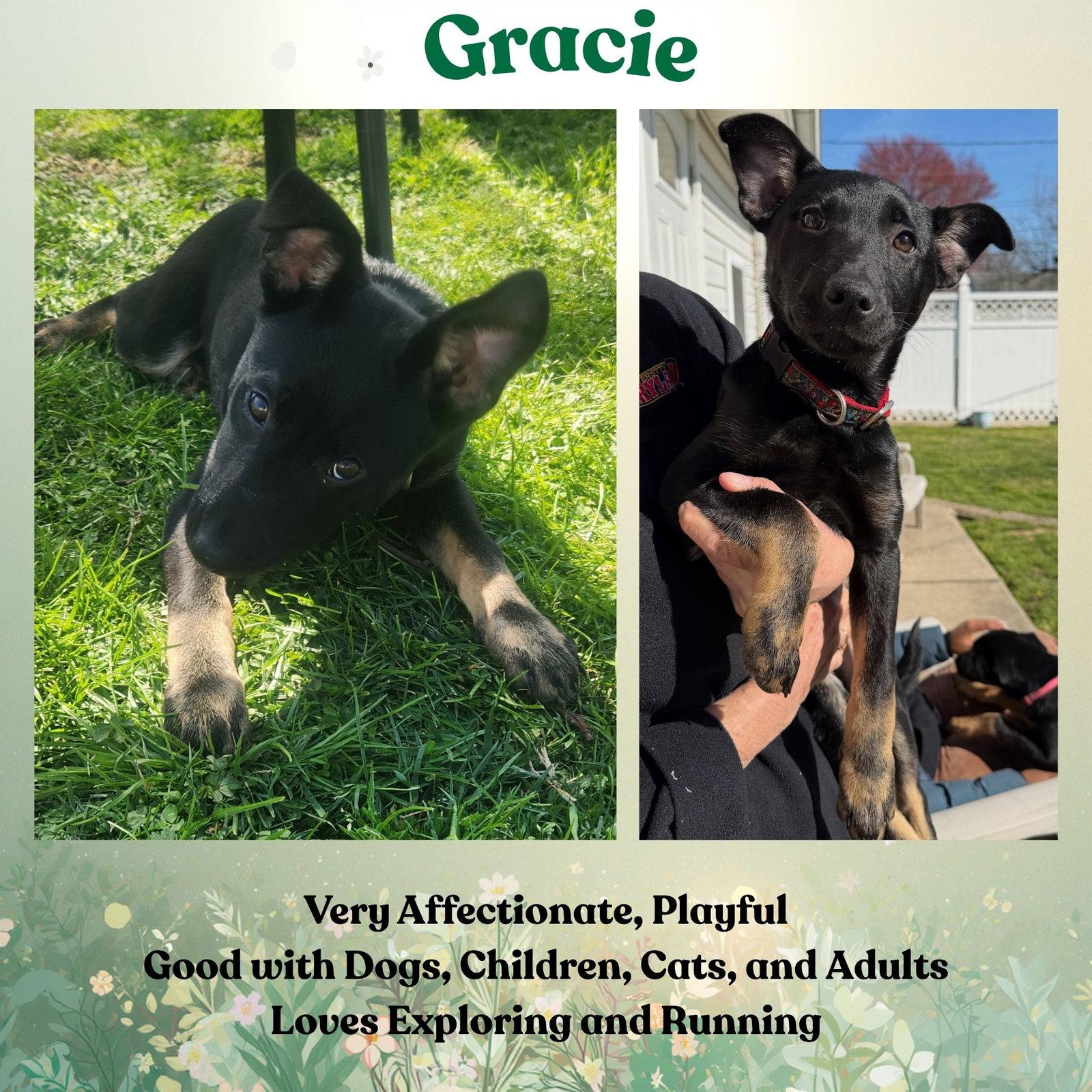 Enlarge Gracie, a Adoptable mixed breed in Baltimore, MD image 2/3