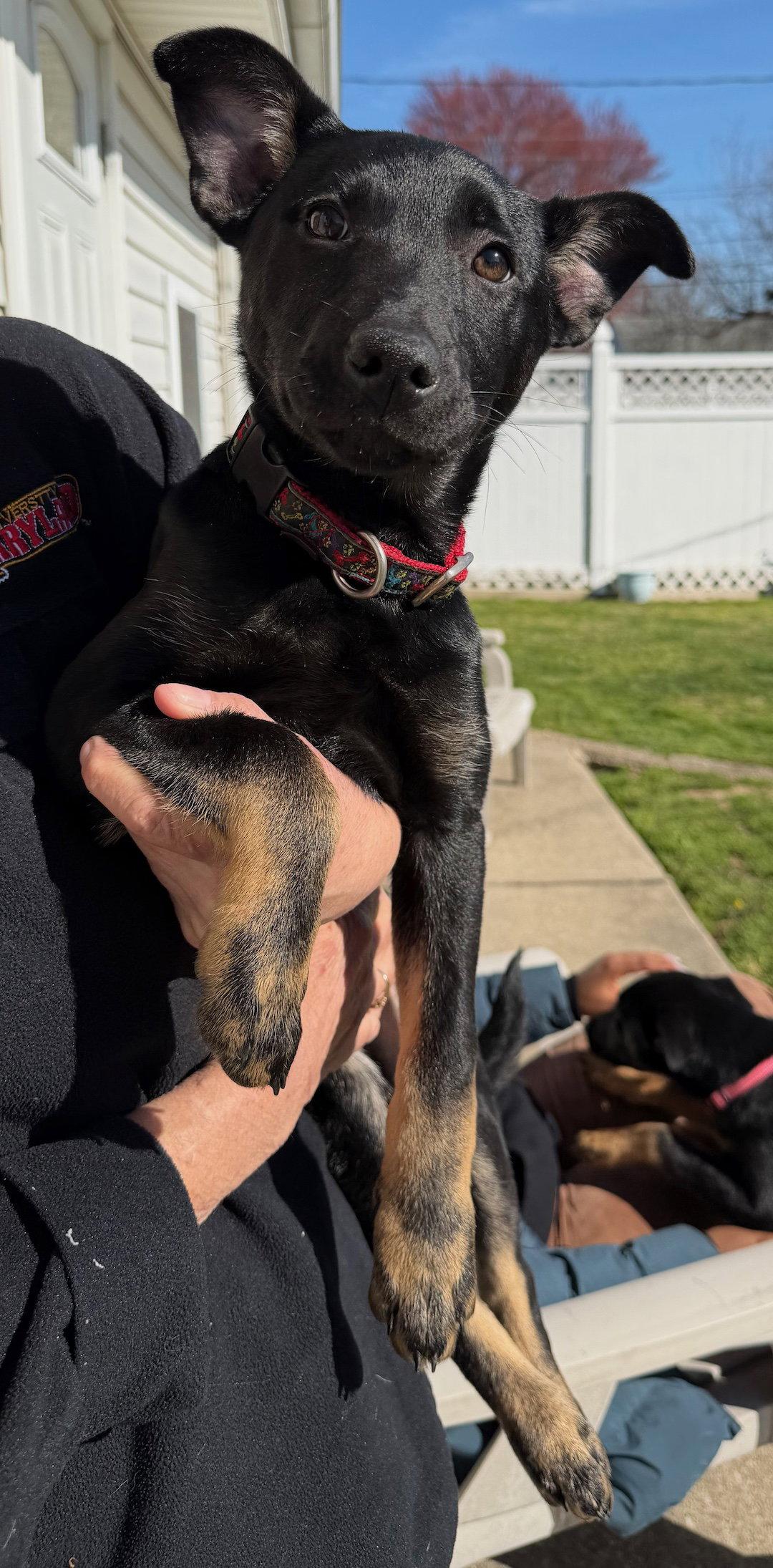 Enlarge Gracie, a Adoptable mixed breed in Baltimore, MD image 3/3