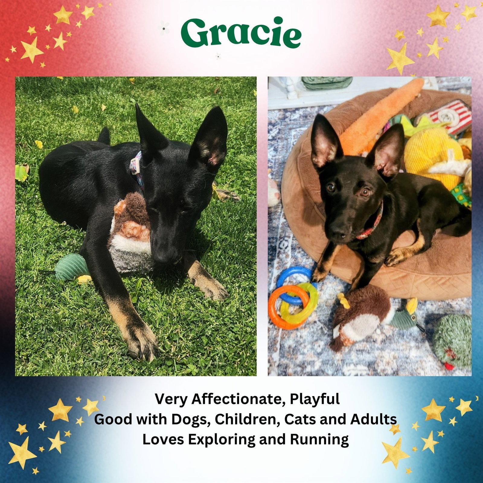 Gracie, a Adoptable mixed breed in Baltimore, MD image 3/3