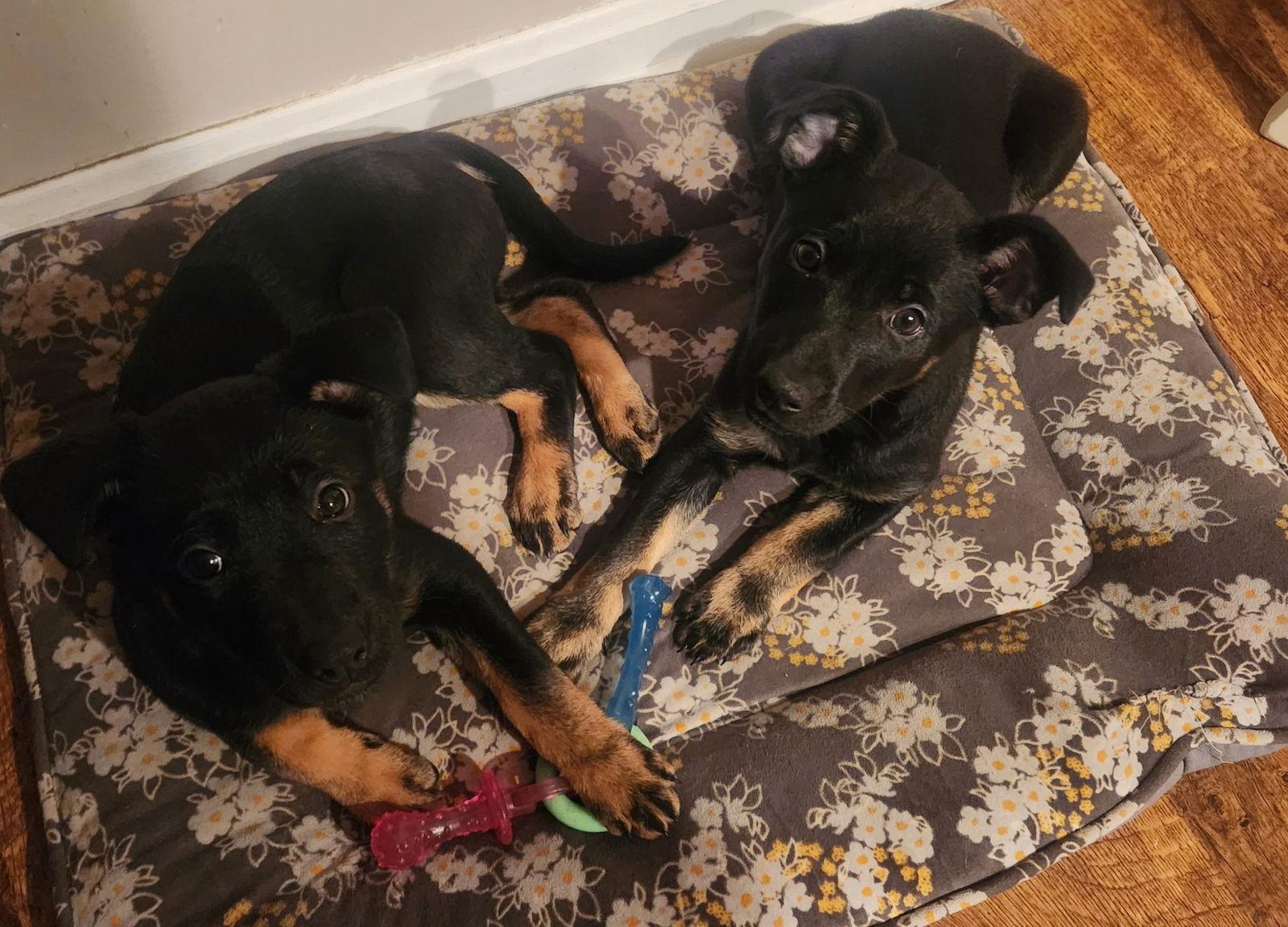 Enlarge Gracie, a Adoptable mixed breed in Baltimore, MD image 3/3