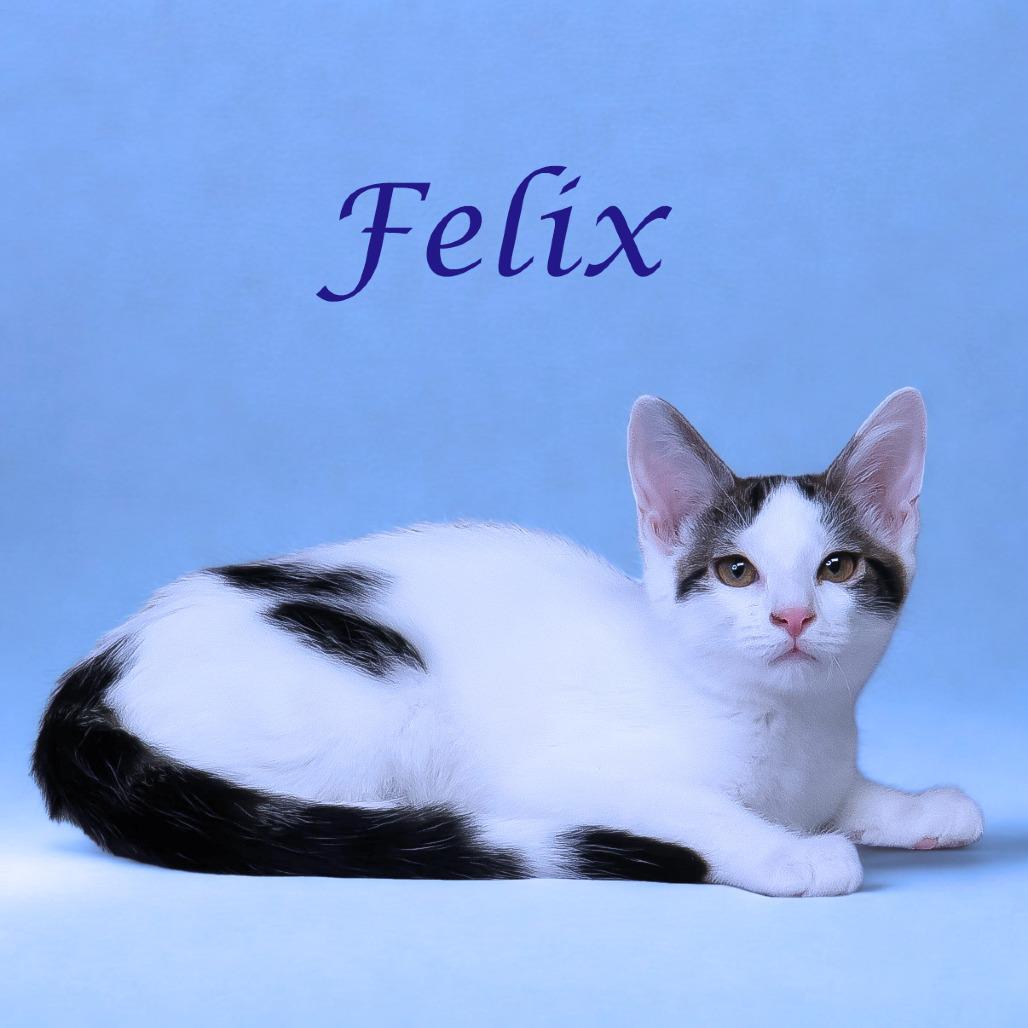 Felix C25-246, a Adoptable Domestic Short Hair in Lebanon, TN image 1/6