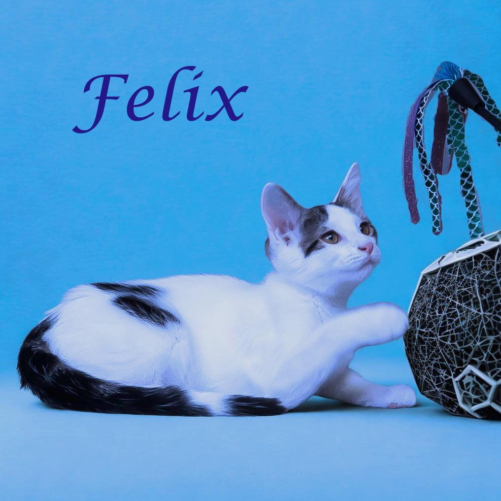 Felix C25-246, a Adoptable Domestic Short Hair in Lebanon, TN image 2/6