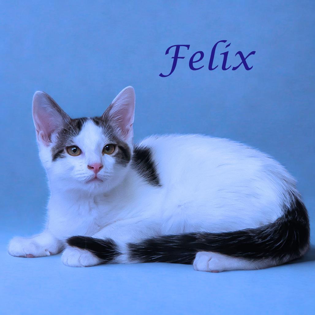 Felix C25-246, a Adoptable Domestic Short Hair in Lebanon, TN image 4/6
