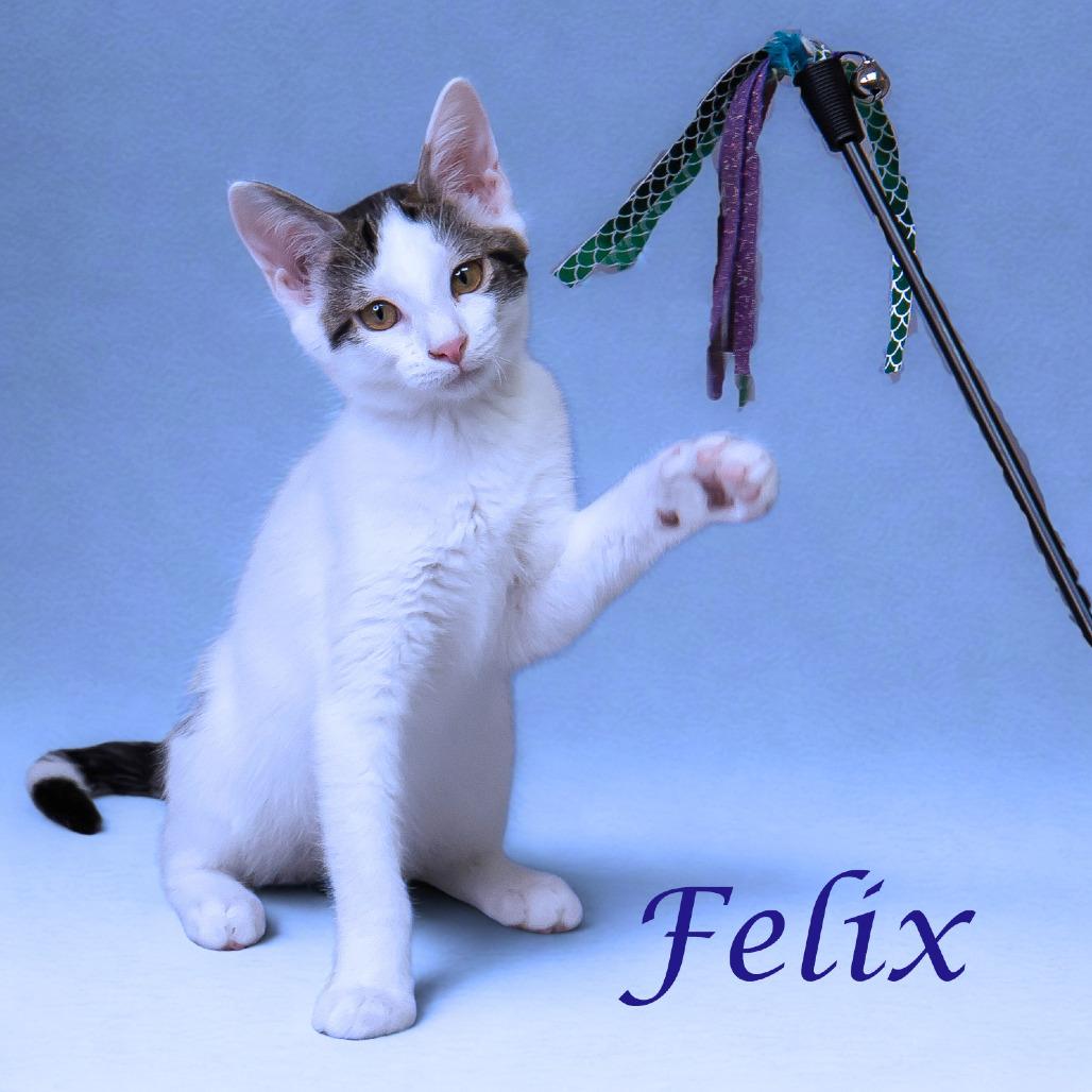 Felix C25-246, a Adoptable Domestic Short Hair in Lebanon, TN image 5/6