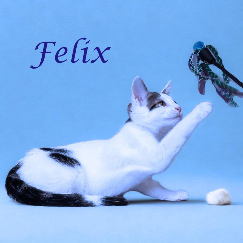 Felix C25-246, a Adoptable Domestic Short Hair in Lebanon, TN image 6/6