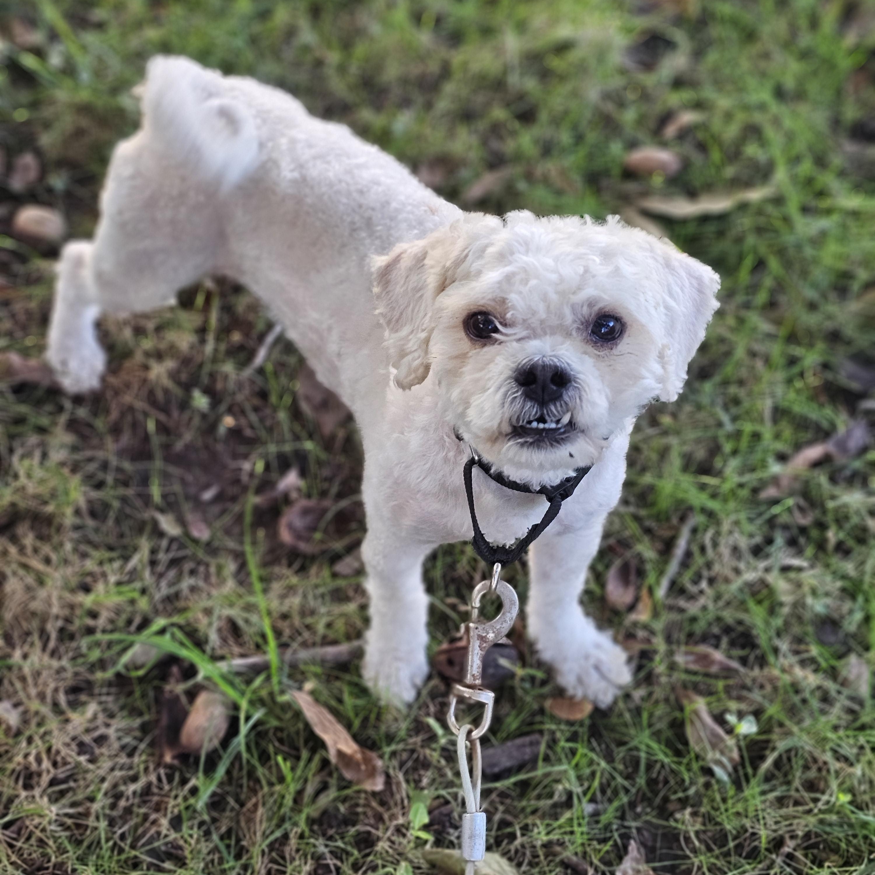Enlarge Toby so il, a Adoptable Shih poo in MURPHYSBORO , IL image 5/6