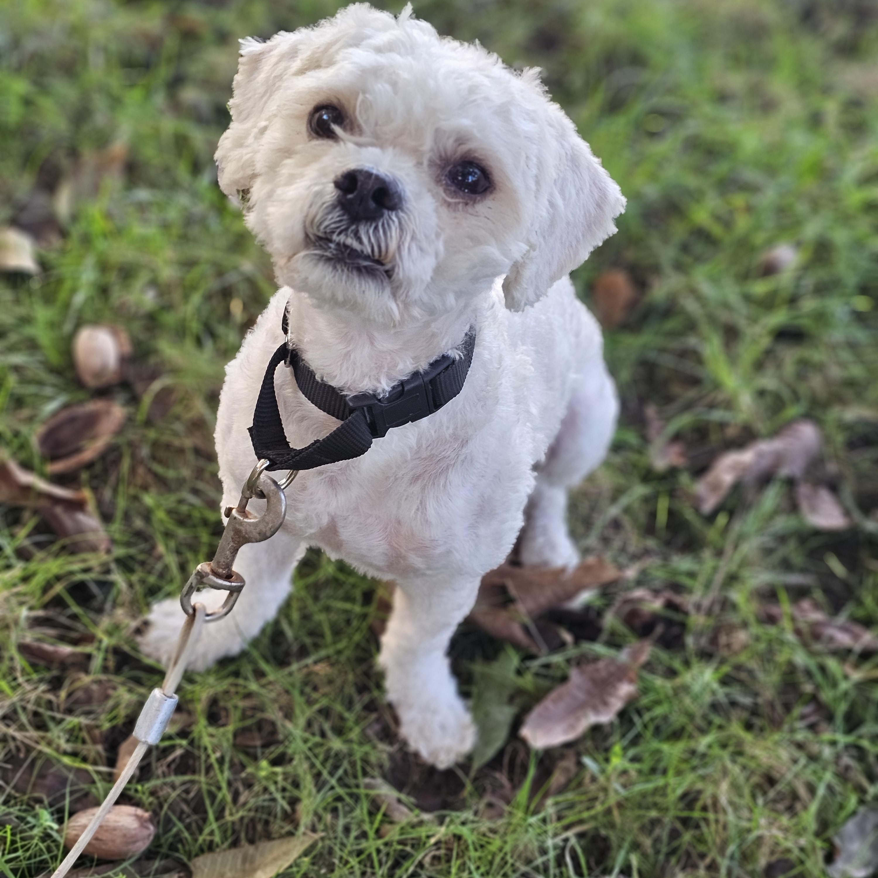 Enlarge Toby so il, a Adoptable Shih poo in MURPHYSBORO , IL image 2/6