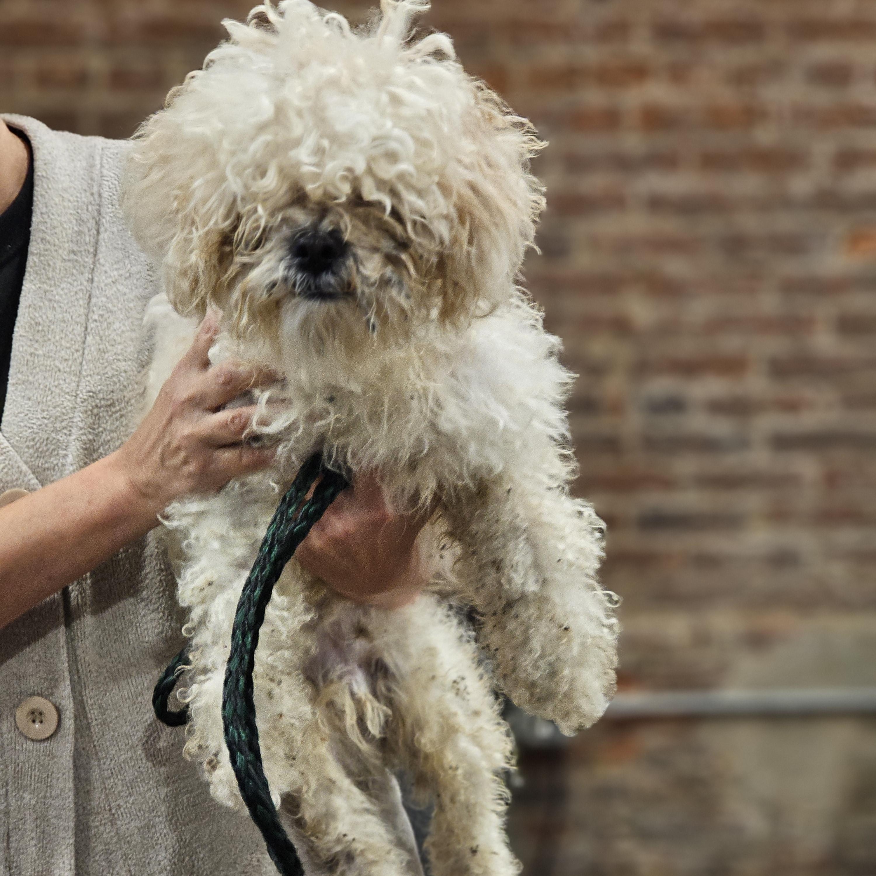 Enlarge Toby so il, a Adoptable Shih poo in MURPHYSBORO , IL image 6/6