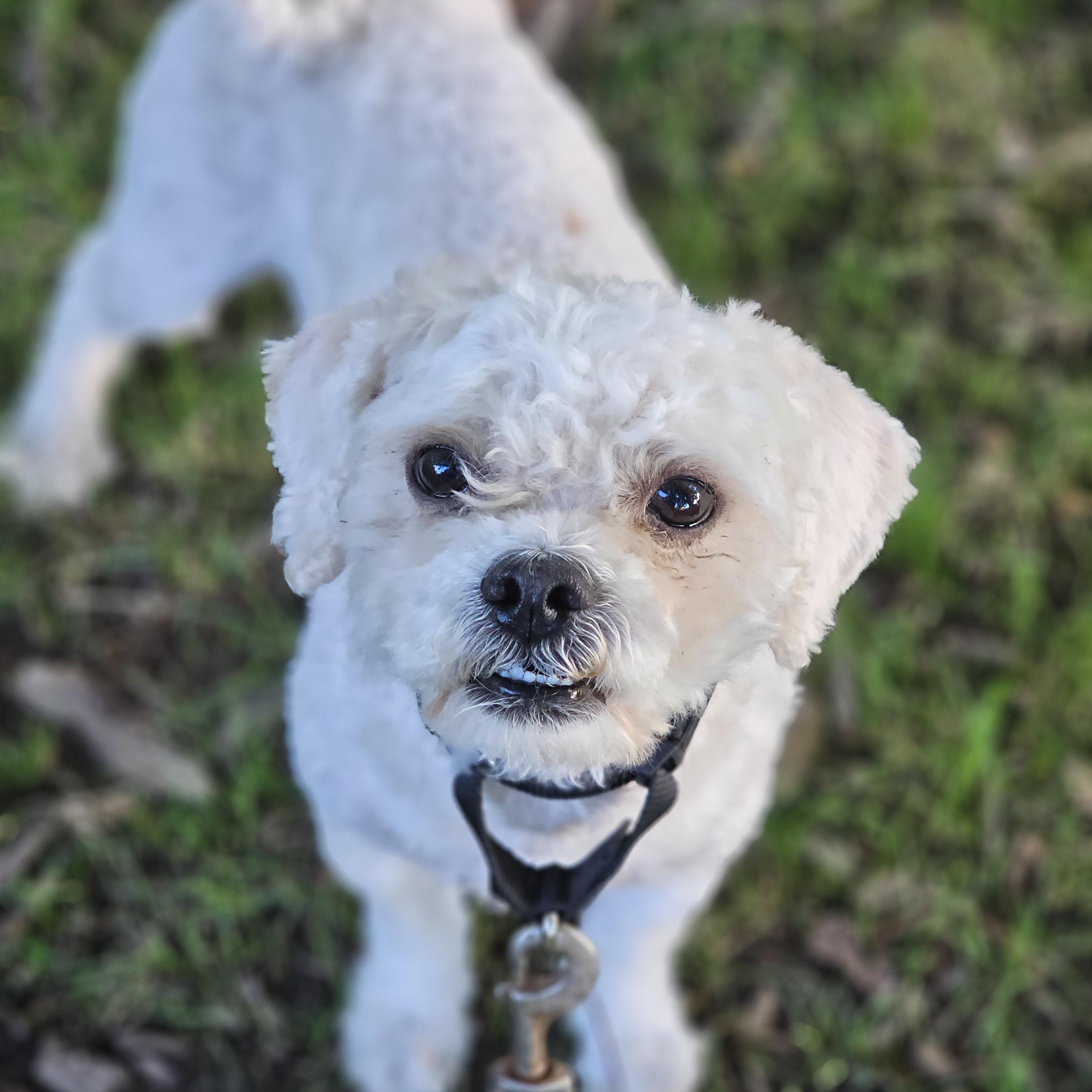 Enlarge Toby so il, a Adoptable Shih poo in MURPHYSBORO , IL image 4/6