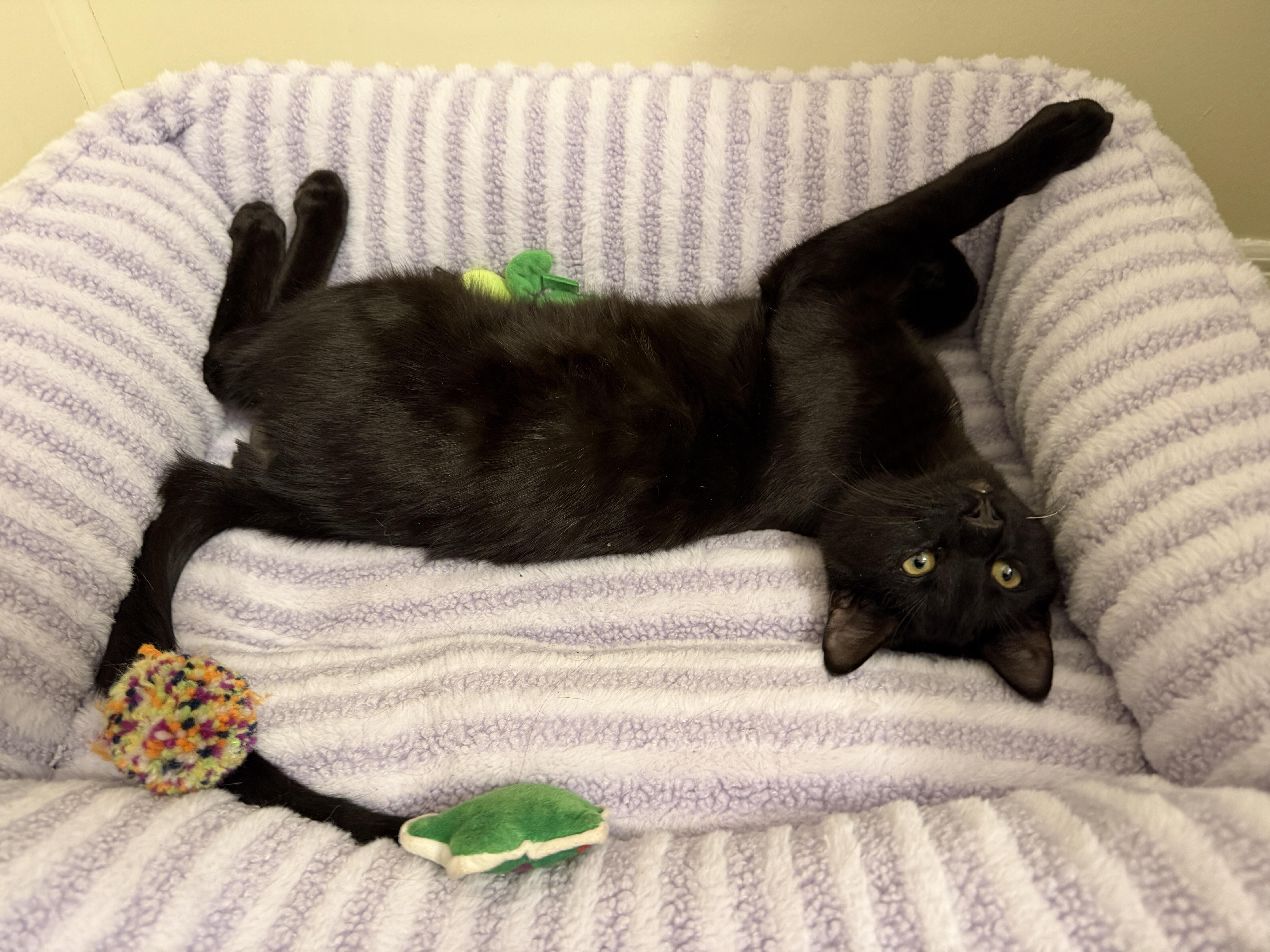 Josh, a ADOPTABLE Domestic Short Hair in New Haven, CT image 1/2
