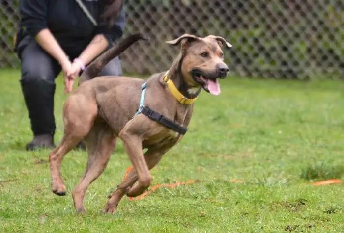 Yuri, Adoptable, Young Female Pit Bull Terrier.