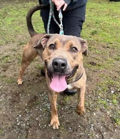 Enlarge Yuri, a Adoptable Pit Bull Terrier in Coupeville, WA image 2/4