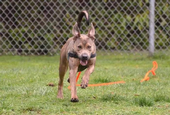 Enlarge Yuri, a Adoptable Pit Bull Terrier in Coupeville, WA image 3/4
