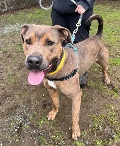 Enlarge Yuri, a Adoptable Pit Bull Terrier in Coupeville, WA image 4/4