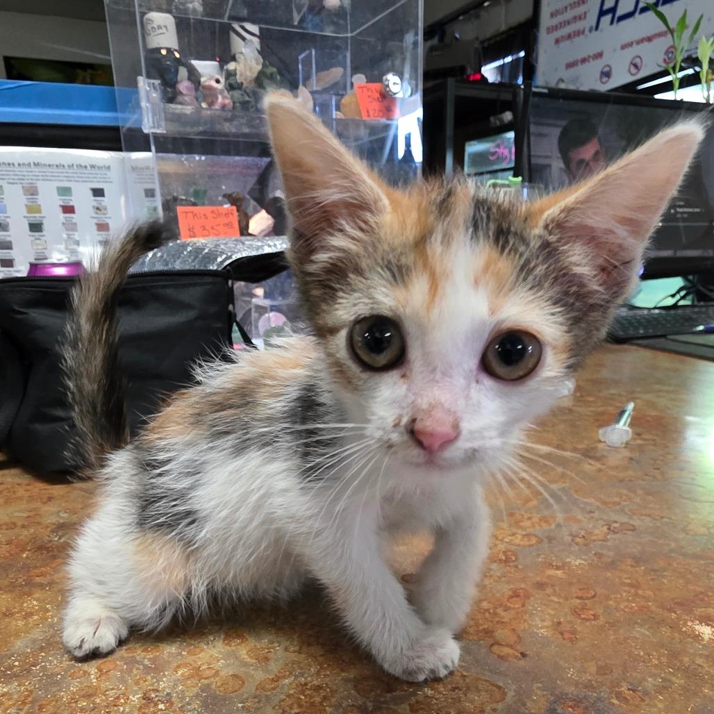 Kellie, Adoptable, Kitten Female Domestic Short Hair.
