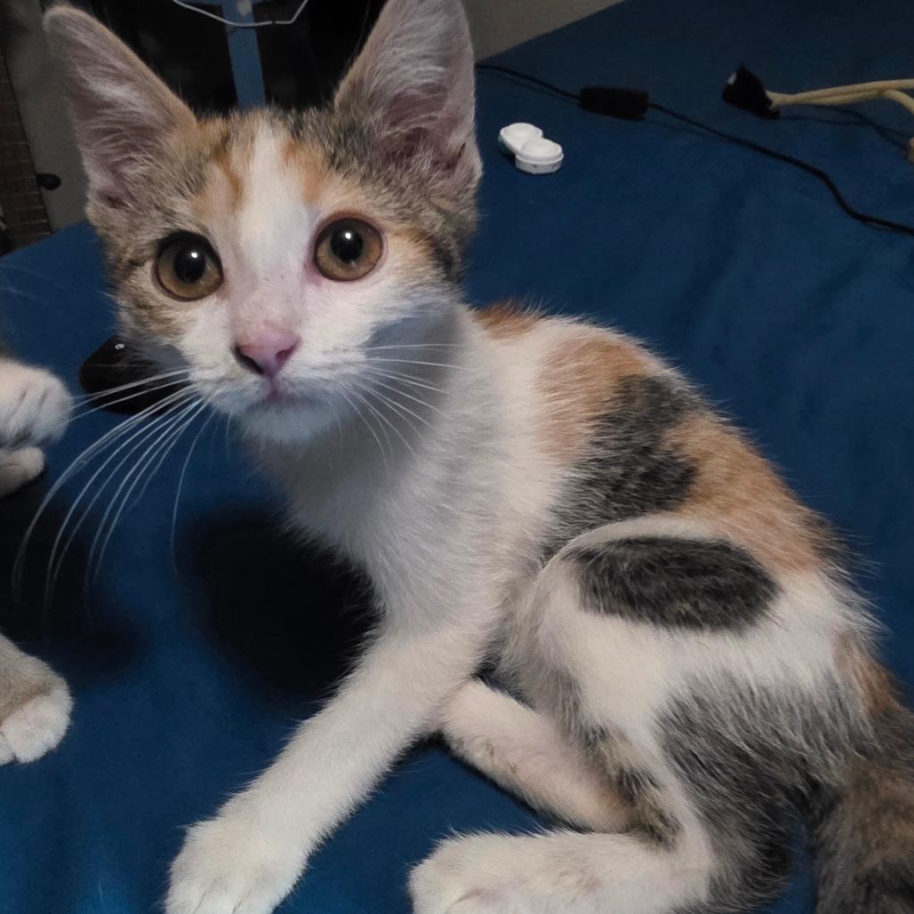 Enlarge Kellie, a Adoptable Domestic Short Hair in Escondido, CA image 2/6