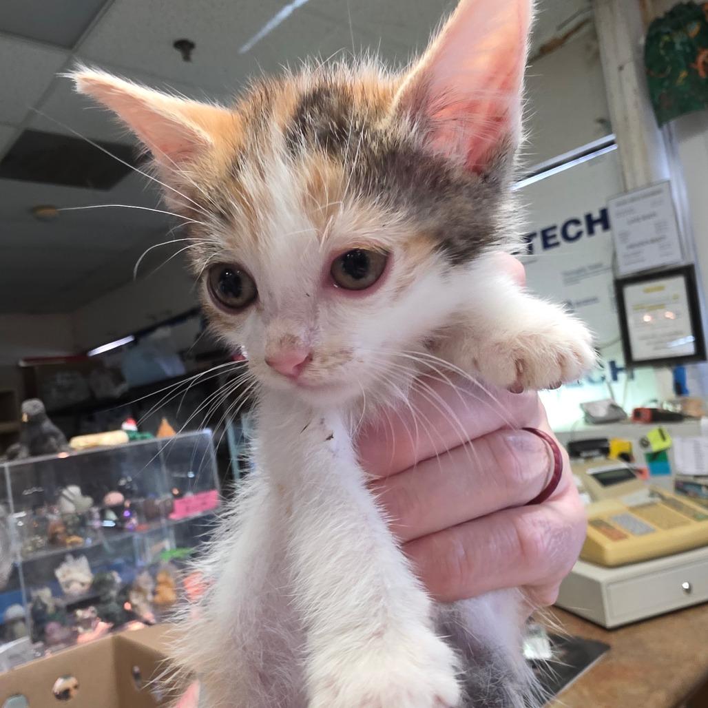 Enlarge Kellie, a Adoptable Domestic Short Hair in Escondido, CA image 3/6