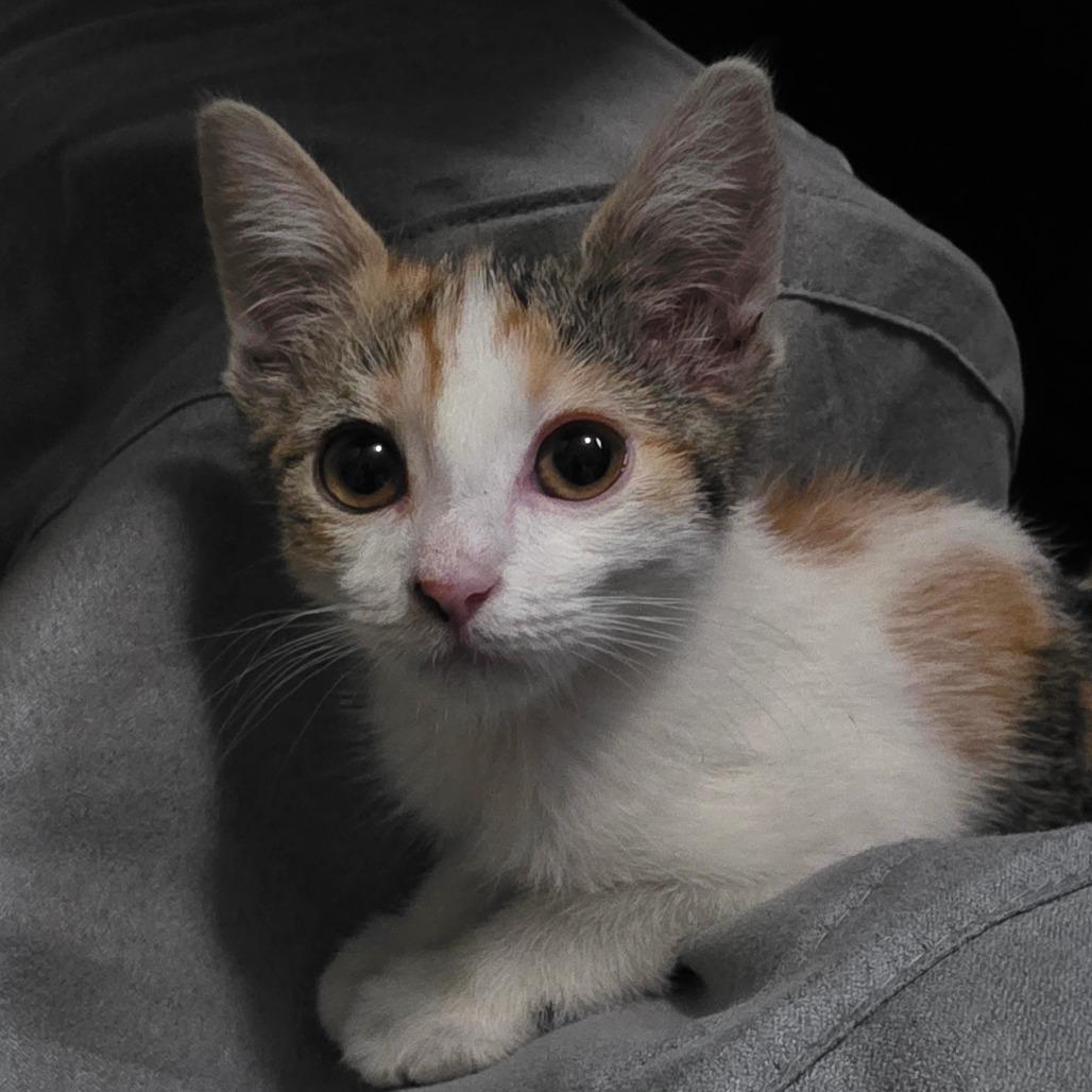 Enlarge Kellie, a Adoptable Domestic Short Hair in Escondido, CA image 4/6