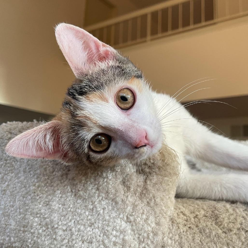 Enlarge Kellie, a Adoptable Domestic Short Hair in Escondido, CA image 6/6