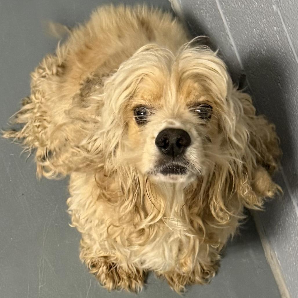 Enlarge Claxton, a Adoptable Cocker Spaniel in Marion, VA image 1/1