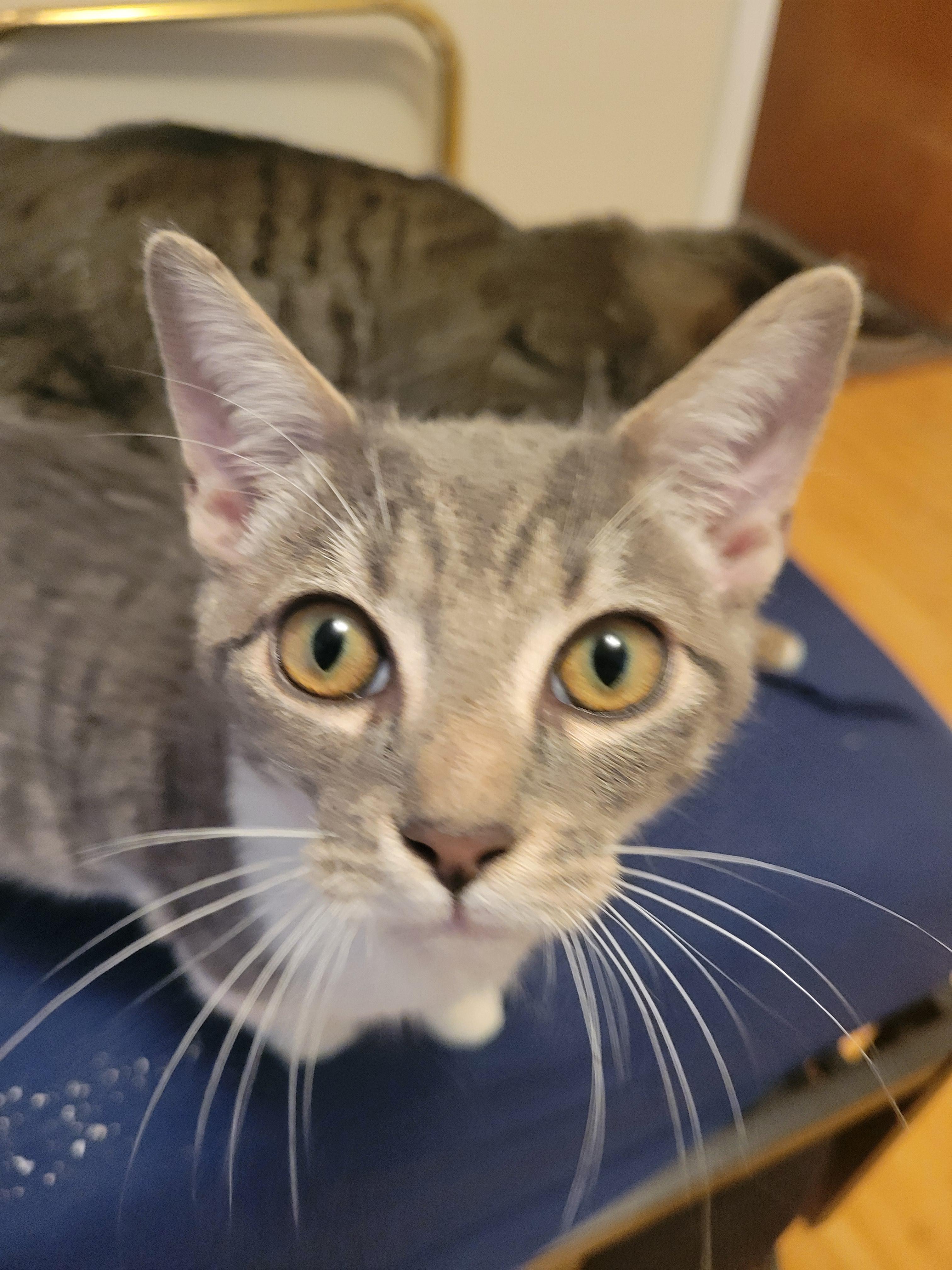 Kip, Young Male Domestic Short Hair